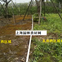 草坪里的雜草怎么去除，上海綠化養(yǎng)護草坪雜草如何管理