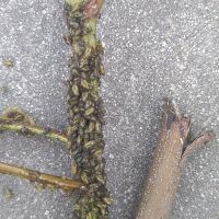 上海園林綠化養(yǎng)護病蟲害高發(fā)，欒樹多態(tài)芽蟲防治